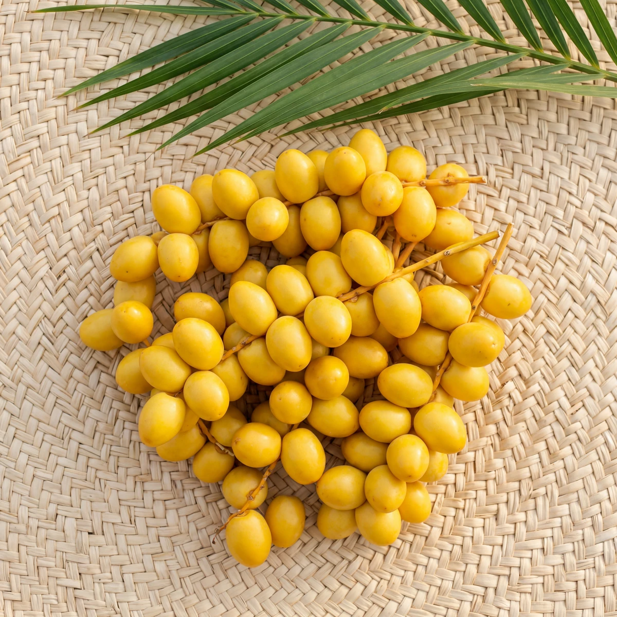 Egyptian barhi-dadler (khalal-stadium) ready for export